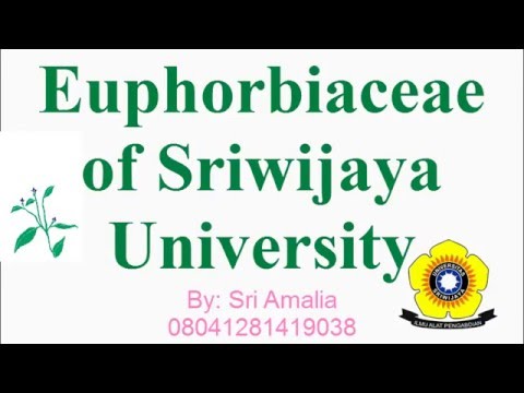 Euphorbiaceae of Sriwijaya University