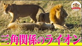 【野獣の三角関係】熟年ライオンのハネムーンに若いメスが乱入して一悶着！16頭の子どもと大家族の試練も(羽仁進のマザーアフリカ30前編)【どうぶつ奇想天外／WAKUWAKU】