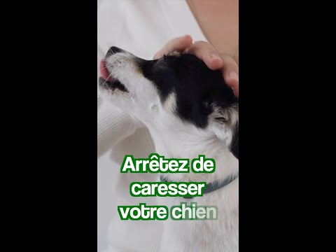 Vidéo: Comment faire un chien se détendre dans un chenil