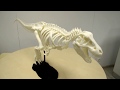 Печатаем Тираннозавра на 3D принтере PrintBox3D 270 PRO
