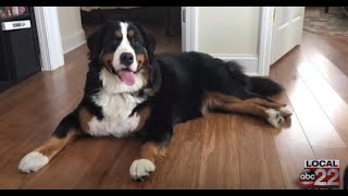 BTV Drones Dog Rescue