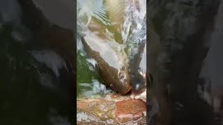 मछली का वीडियो