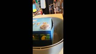 Hamster Mignon Tentative Évasion Et Shit 