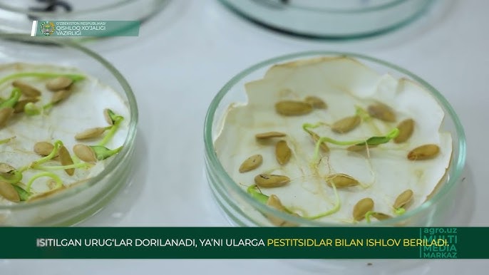 Misrda onlayn porno Taharrush Gamea Katta kokrak va sutli jinsiy aloqa bilan qora tanli ayol video