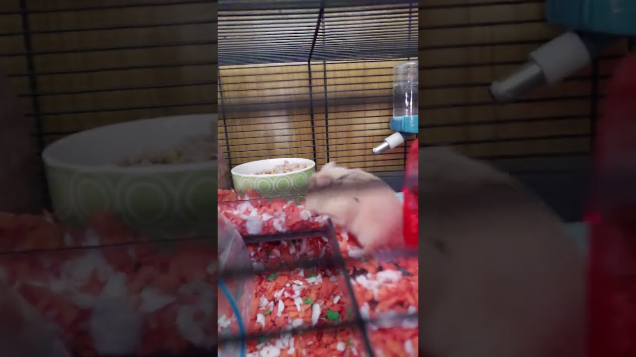 Apricot is saying nice to meet you 