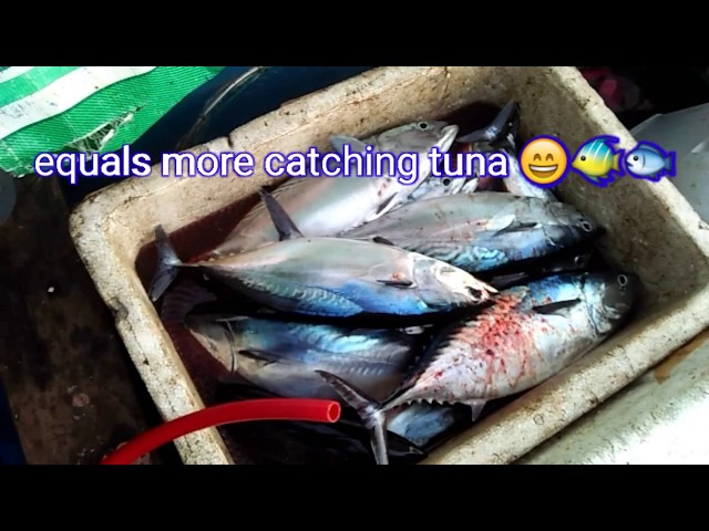 EP4.Catching skipjack tuna,jackpot 30 kilos. using traditional