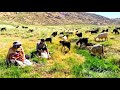 Roaming with Goats: The Life of a Nomadic Shepherd Boys#IRAN