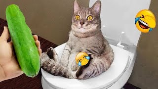 Funniest Cats And Dogs Videos😁- Best Funny Animal Videos 2024😁Part 6 by Pet bradlab2k 2,161 views 1 month ago 31 minutes