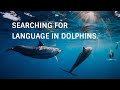 Searching for language in dolphins cracking the code  stories of impact  denise herzing