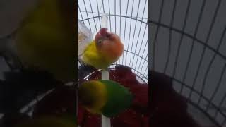 Lovebird ngekek mangap ( Ijin share )