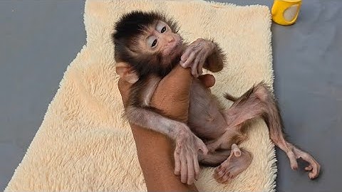 This newborn baby monkey is struggling to survive for 11 days. His eyes are full of hope 