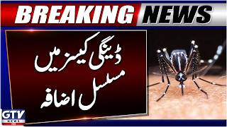 Breaking: Dengue Cases Rise Again | Big Warning For Public | GTV News