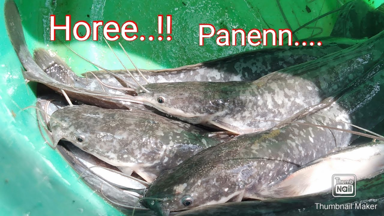 Panen Mantabb...!! Budidaya Ikan Di Ember 