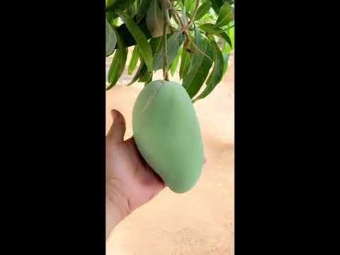 ببساطة بدون تعقيد انتاج زراعي مثمر وممتاز