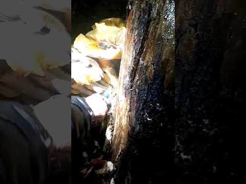 грибы зимние опята одна семейка на 6.5 кг. мегаурожай 🍄 🍄 🍄