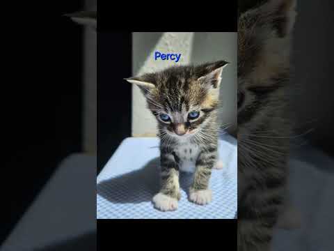 Percy Weasley