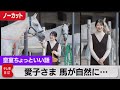 愛子さまと馬 ノーカット 21歳の誕生日…愛犬・愛猫の“ご家族の近況”も【皇室ちょっといい話】(83)(2022年12月1日)
