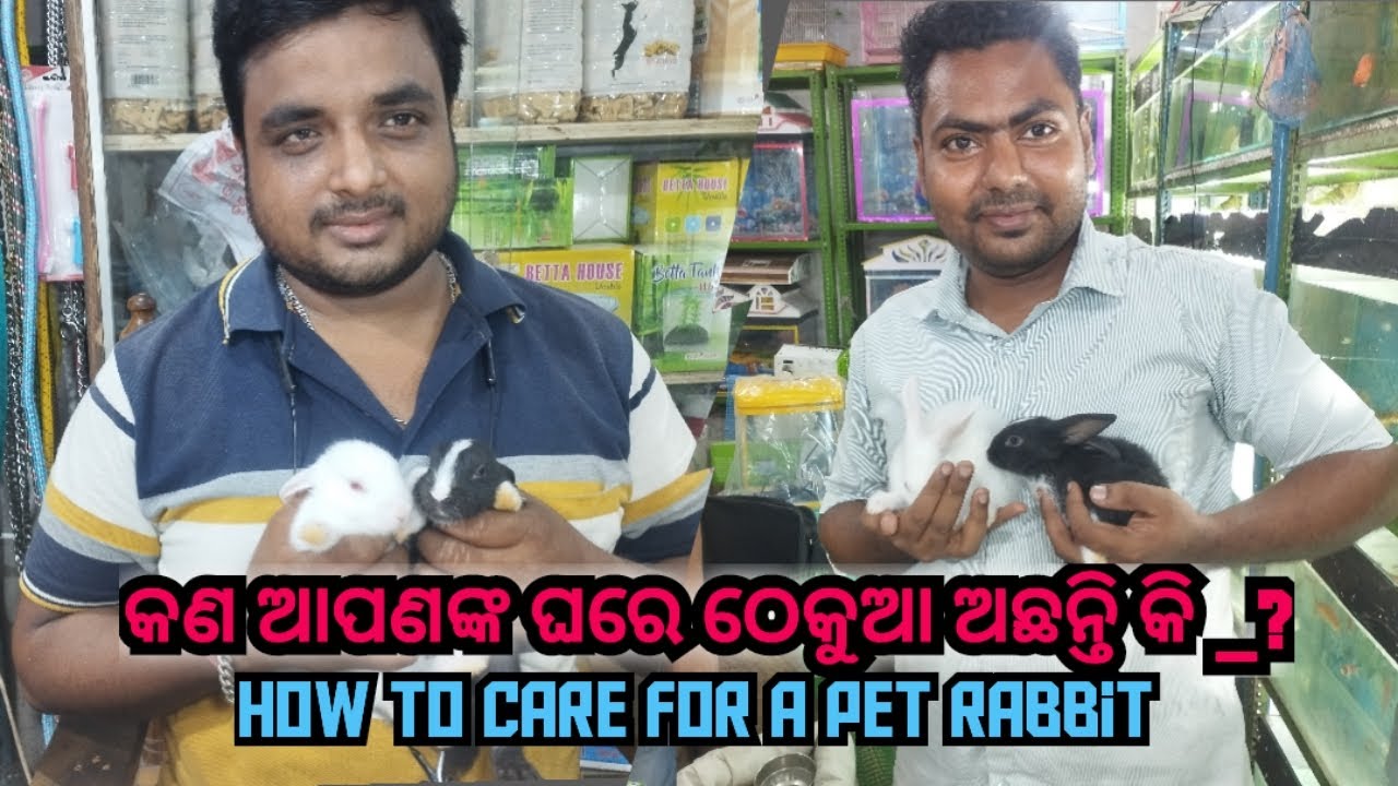 How to Take Care of a Rabbit Complete Rabbit Care Guide in Odia(