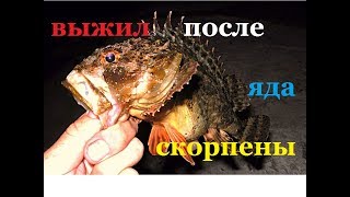 КАК ПОЧИСТИТЬ МОРСКОГО ЕРША,СКОРПЕНУ . как почистить ЯДОВИТУЮ черноморскую рыбу и остаться В ЖИВЫХ КАК ПОЧИСТИТЬ МОРСКОГО ЕРША,СКОРПЕНУ . как почистить ЯДОВИТУЮ черноморскую рыбу и остаться В ЖИВЫХ