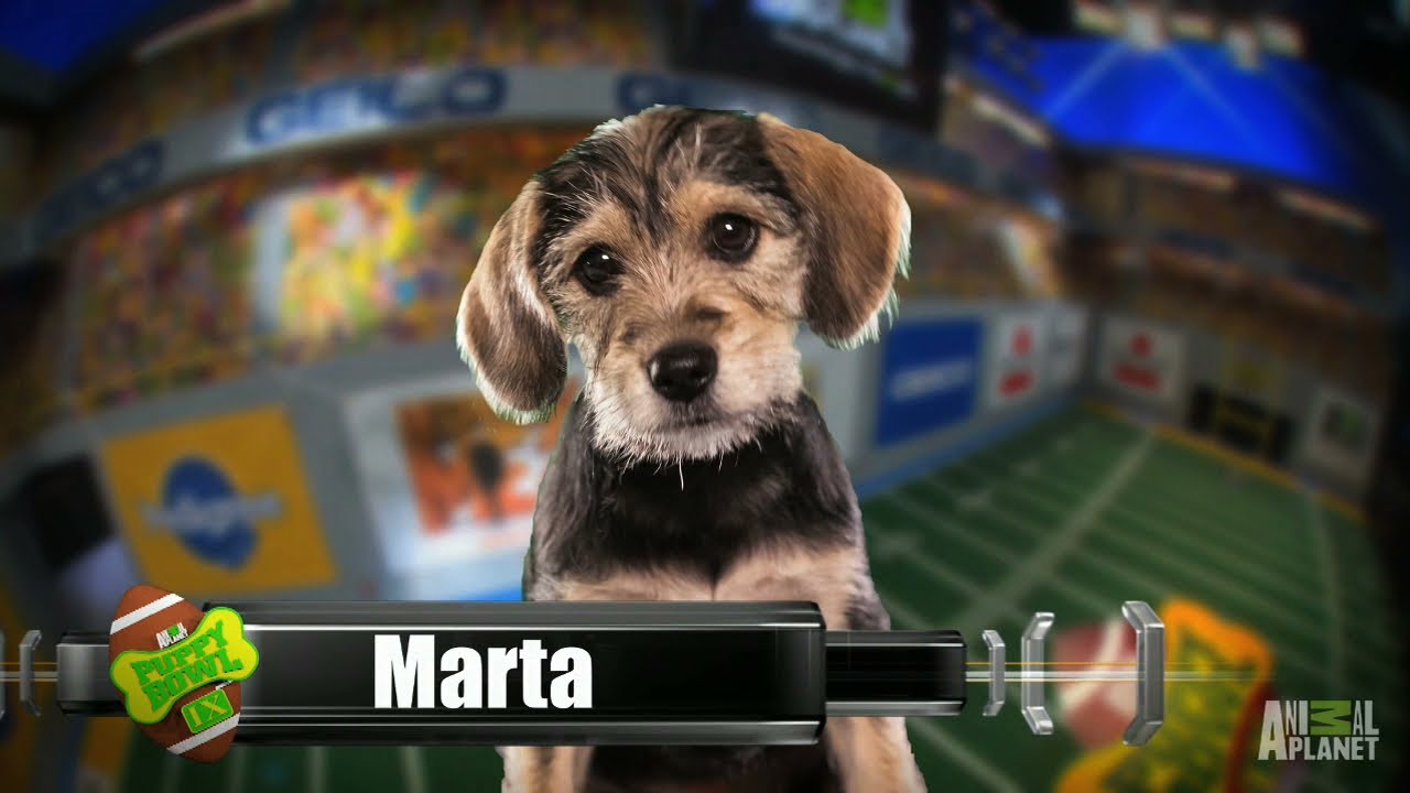 clips for crocs Meet Marta | Puppy Bowl IX