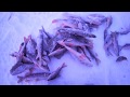 Зимняя рыбалка ПЫЗДРИК в деле. ловим окуня и щучку.