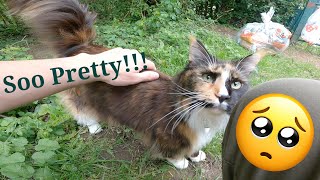 Slimy areas also.. CAT!!  |  Litter picking ep.114