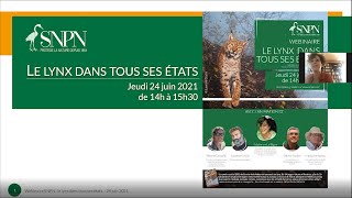 Le lynx dans tous ses états