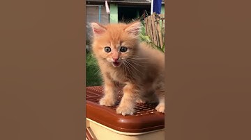 Thumbnail of Suara kucing