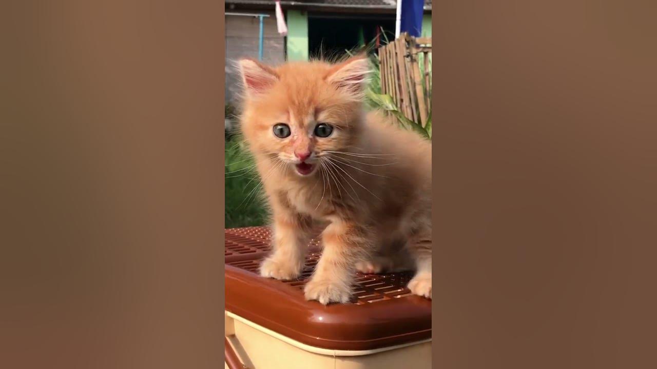 Suara kucing