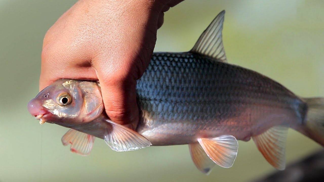 За скобари на Малък Искър