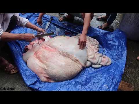 Video Món 