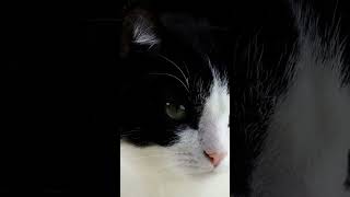 Crying Cat - Cat Crying Sound