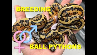 How To breed Ball Pythons Tips And Tricks!
