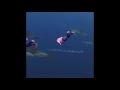 Diving guy off bridge  shooting star meme