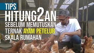 Menghitung Berapakah Keuntungan Ternak Ayam Petelur Rumahan 100 ekor. 