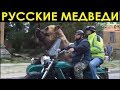 МЕДВЕДИ В РОССИИ. Русские медведи.