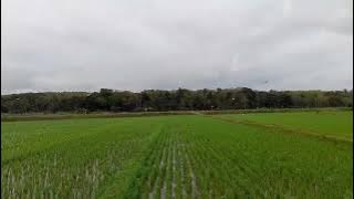 Sawah di sore hari video no copyrights @vanessanarendra6397