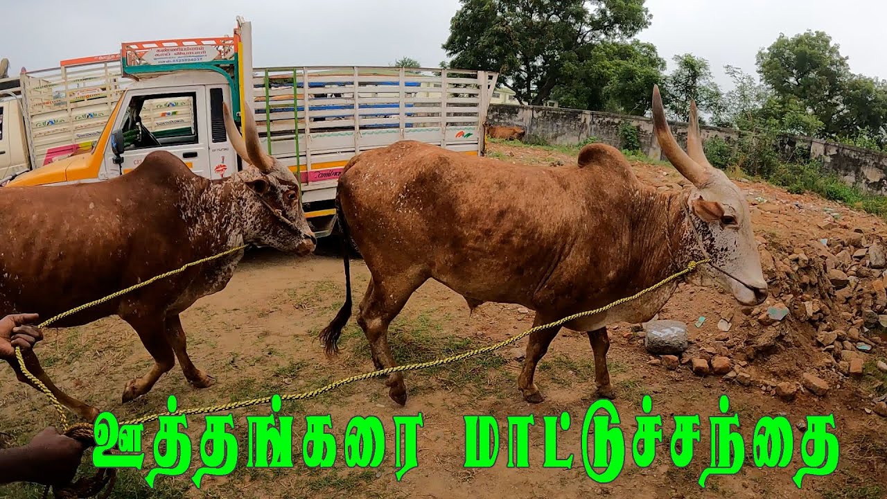 ஊத்தங்கரை மாட்டுச்சந்தை
