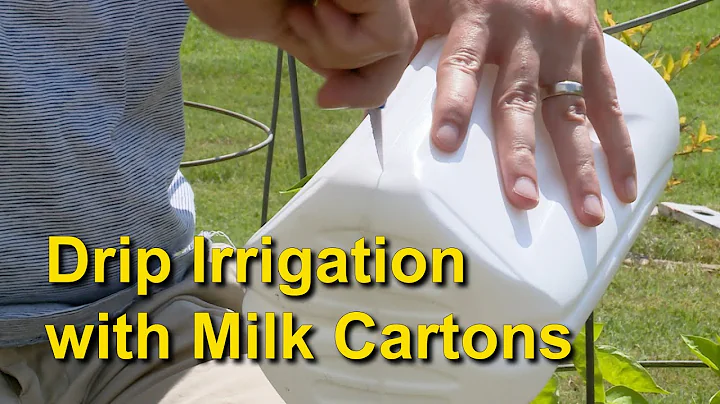 Easy Deep Watering with a Milk Carton – This Week in the Garden