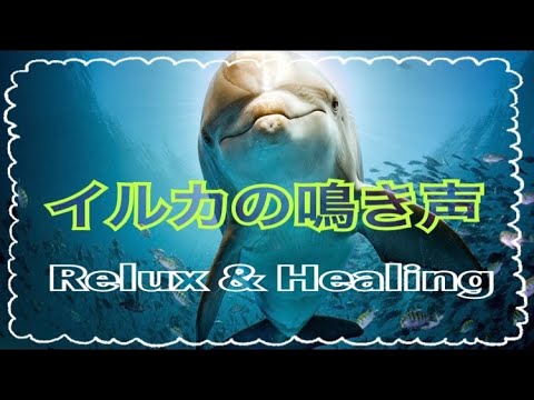 【イルカ☆クジラの歌声】海中に響く優しい鳴き声、海の音、癒し、ヒーリング☆