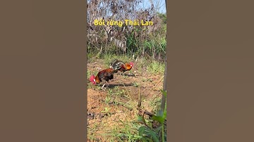 Bẫy gà rừng biên giới Thái Lan