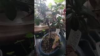 Goldfish #Dave's Bonsai