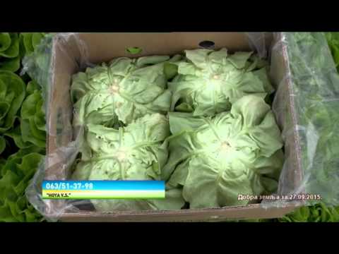 Video: Zelena Salata Sa Artičokama I Pirinčem