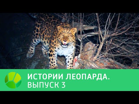 История леопарда. Выпуск 3 | Живая Планета