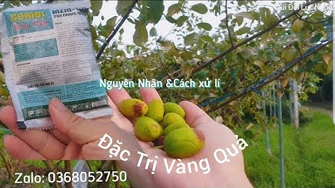 Hướng Dẫn Đặc Trị Vàng Táo Khi Quả Táo Còn Nhỏ l Núi Đồi Lục Ngạn