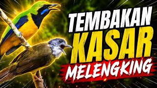 MASTERAN MENGERIKAN 🔥 Tembakan Kasar Melengking – Besetan Cucak Jenggot Mix Cungkok Bikin Lawan Drop