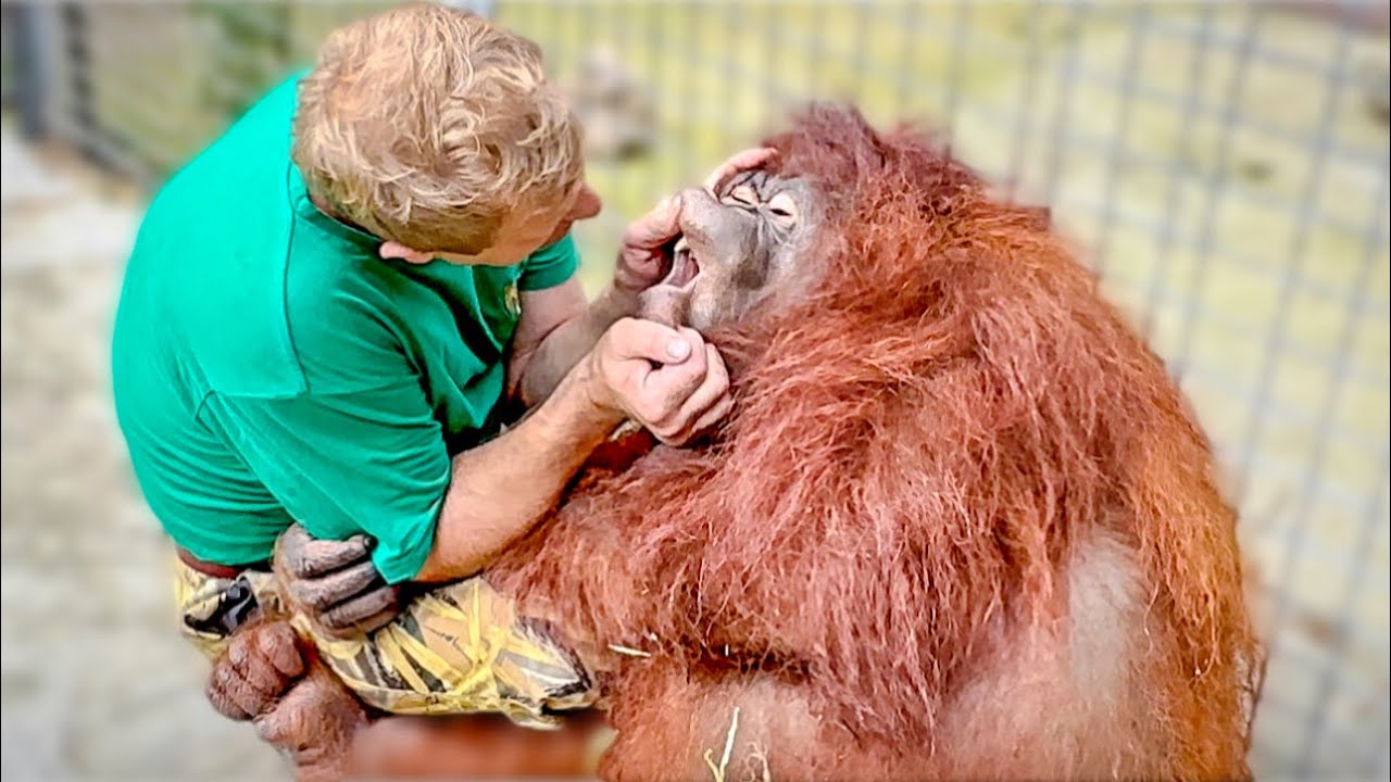 ТАК ТРОГАТЕЛЬНО! На общение Олега Зубкова и орангутана Даны можно СМОТРЕТЬ ВЕЧНО!