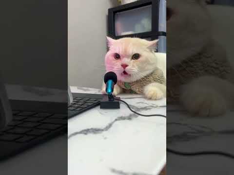 Şarkı söyleyen kedi - Singing cat - #cats #kediler #komikkediler #funnycats