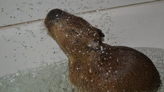 Capybara In The Shower