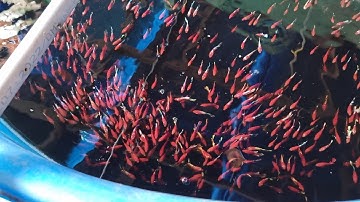 Thủy Sinh Red Fancy + Yellow Fancy - Siêu rẻ || Đợt cá ngày 18/6/2023